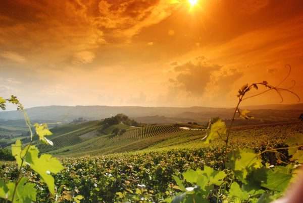 Wijngaarden landschap Langhe