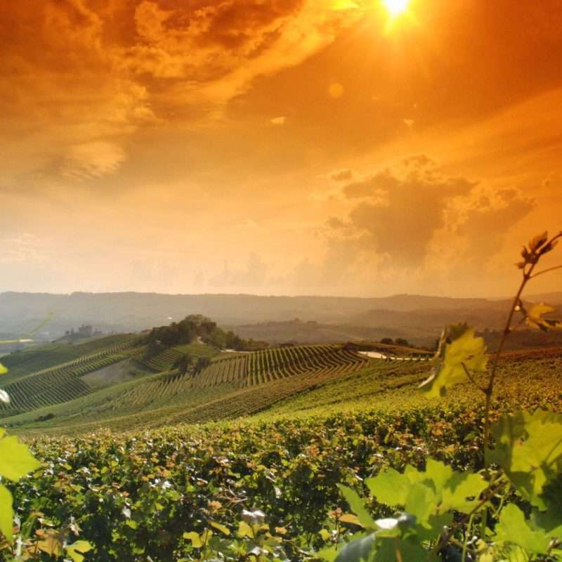 Wijngaarden landschap Langhe