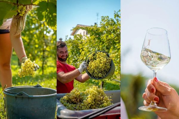 Prosecco-Valdobbiadene-Veneto-Gemin-agriturismo-wijnreis (12)