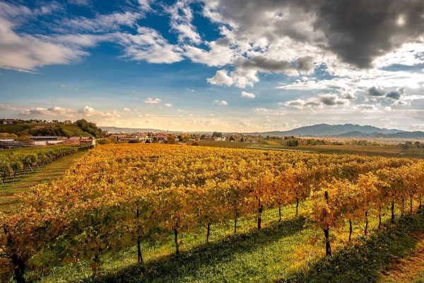 Prosecco-Valdobbiadene-Veneto-Gemin-agriturismo-wijnreis (3)