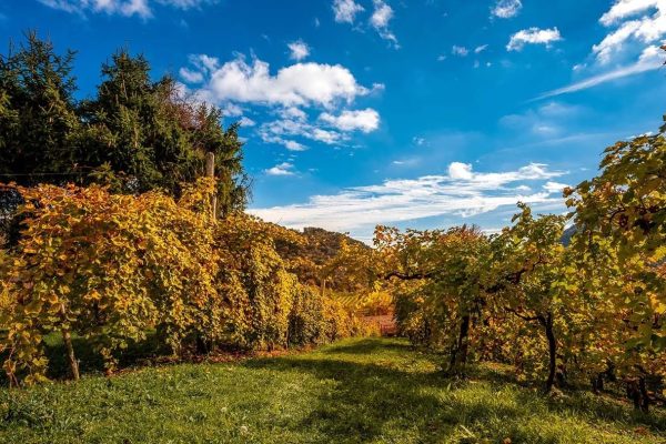 Prosecco-Valdobbiadene-Veneto-Gemin-agriturismo-wijnreis (4)